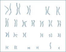 Maennlicher Chromosomensatz
